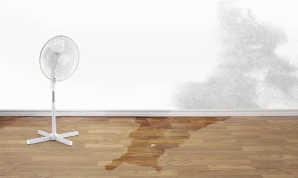 Best Mold removal after water damage  in Oakleaf Plantation, FL