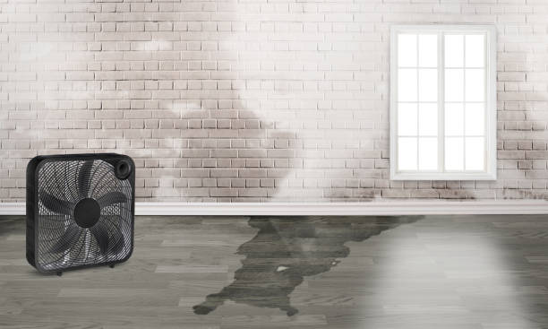 Best Water damage contractors near me  in Oakleaf Plantation, FL